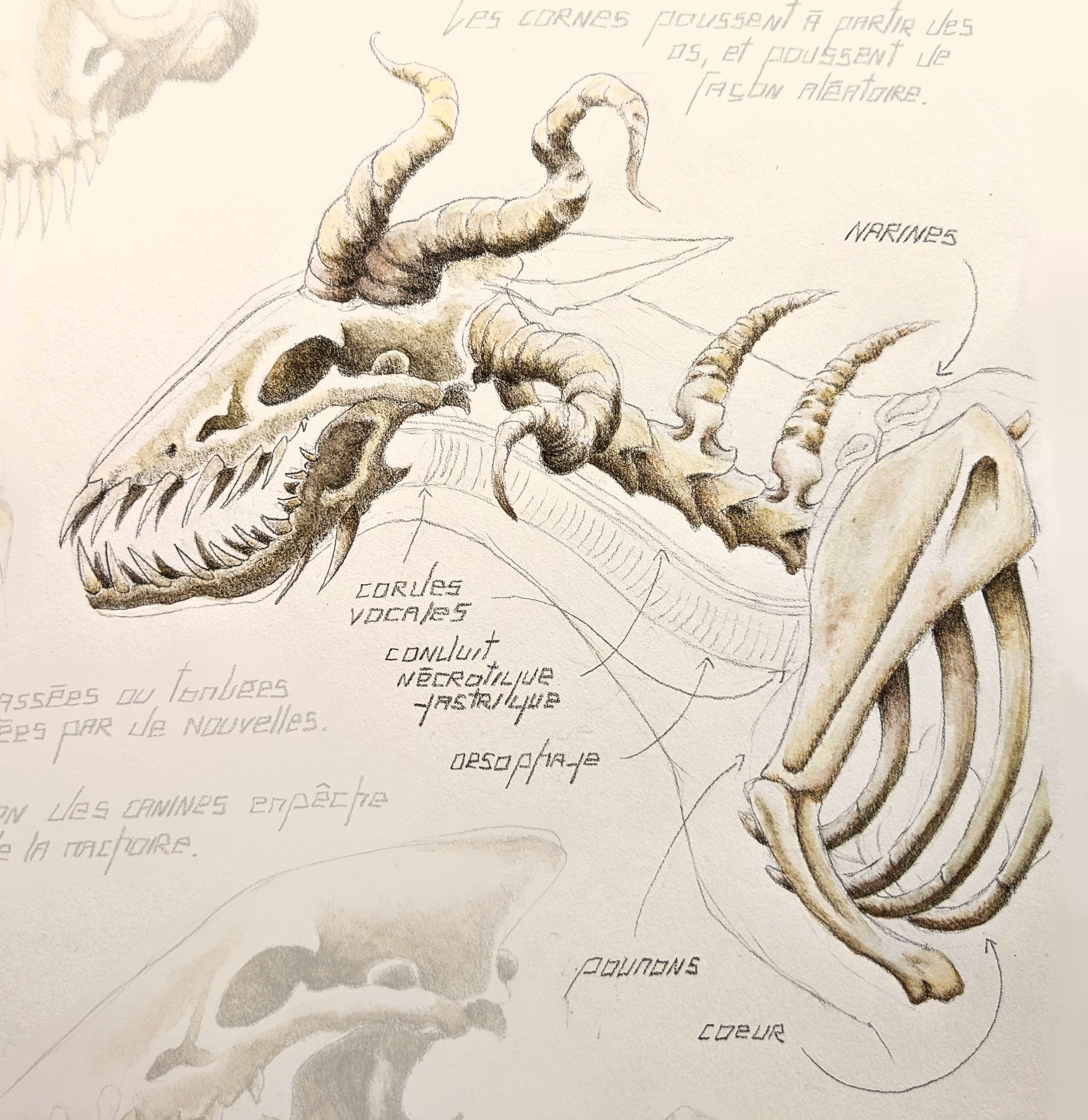 Dessin d'anatomie d'un Okronn